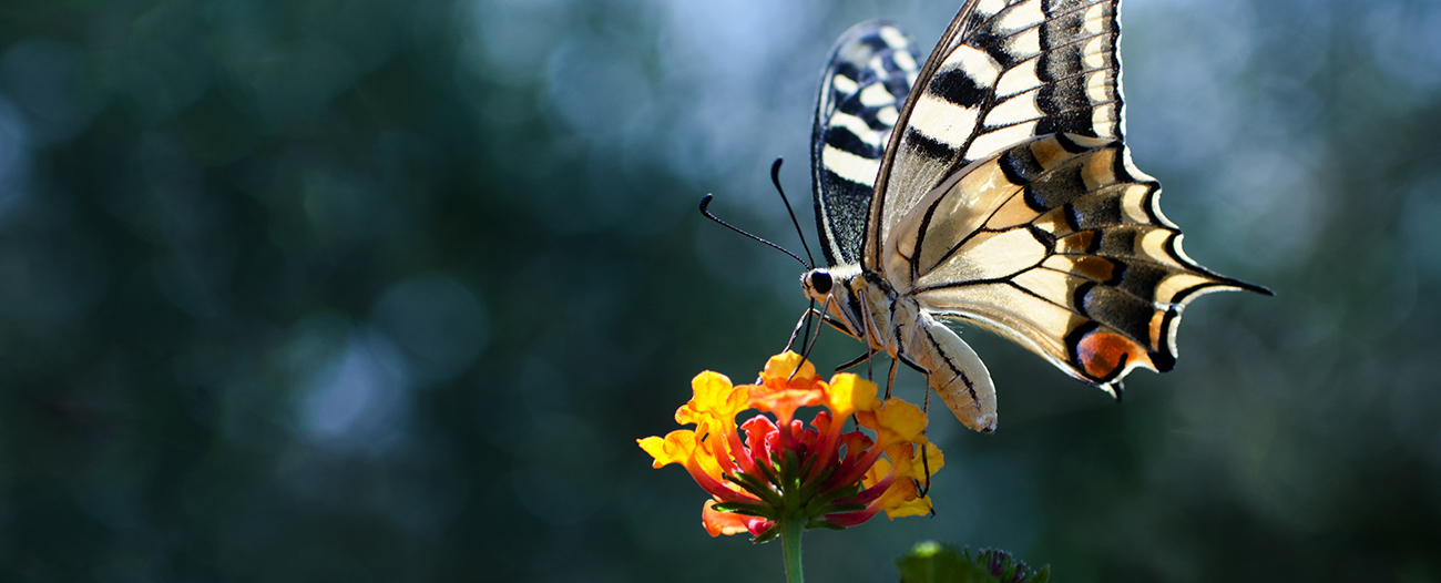yoga therapy cambridge